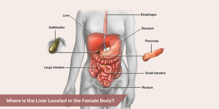 Where Is The Liver Located In The Female Body 7pls