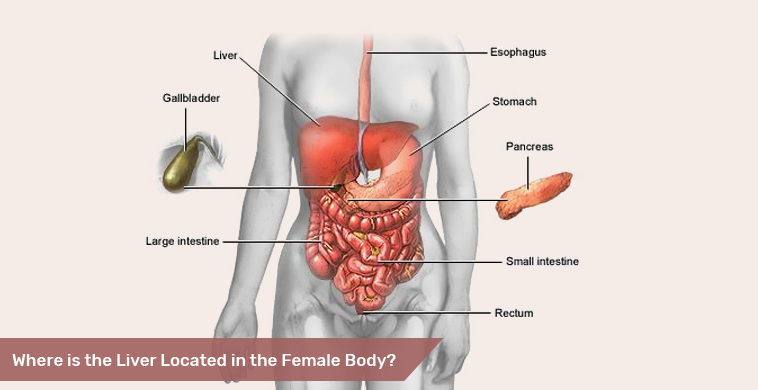 female liver location