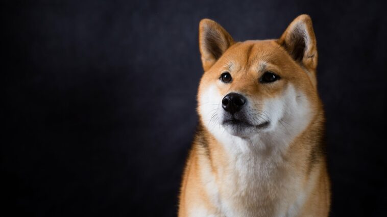shibainudogagainstablackbackground