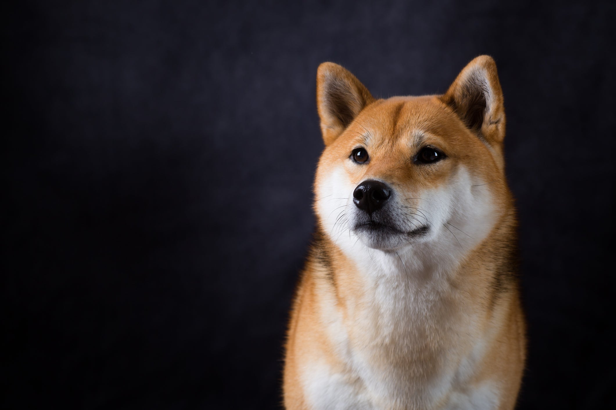 shibainudogagainstablackbackground